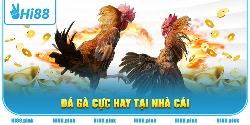 Đá gà cực hay tại nhà cái